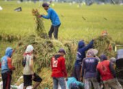 Swasembada Pangan Dipertanyakan, Pemerintah Paparkan Data Produksi dan Stok Beras