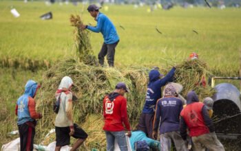 Swasembada Pangan Dipertanyakan, Pemerintah Paparkan Data Produksi dan Stok Beras