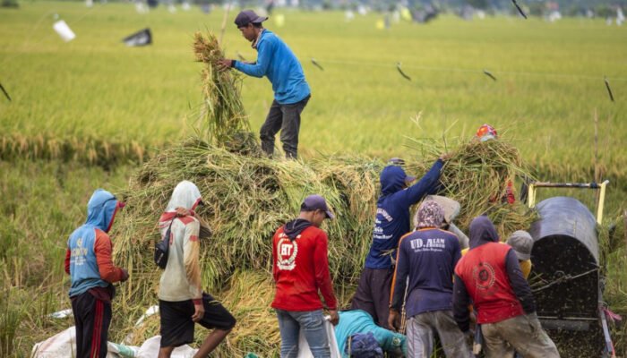 Swasembada Pangan Dipertanyakan, Pemerintah Paparkan Data Produksi dan Stok Beras